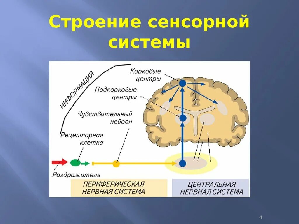 Тема сенсорная система. Схема строения сенсорной системы. Схема сенсорной системы анализатора. Строение сенсорных систем анализаторов. Схема строения сенсорной системы анализатора.