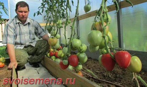 Гигант подмосковья отзывы