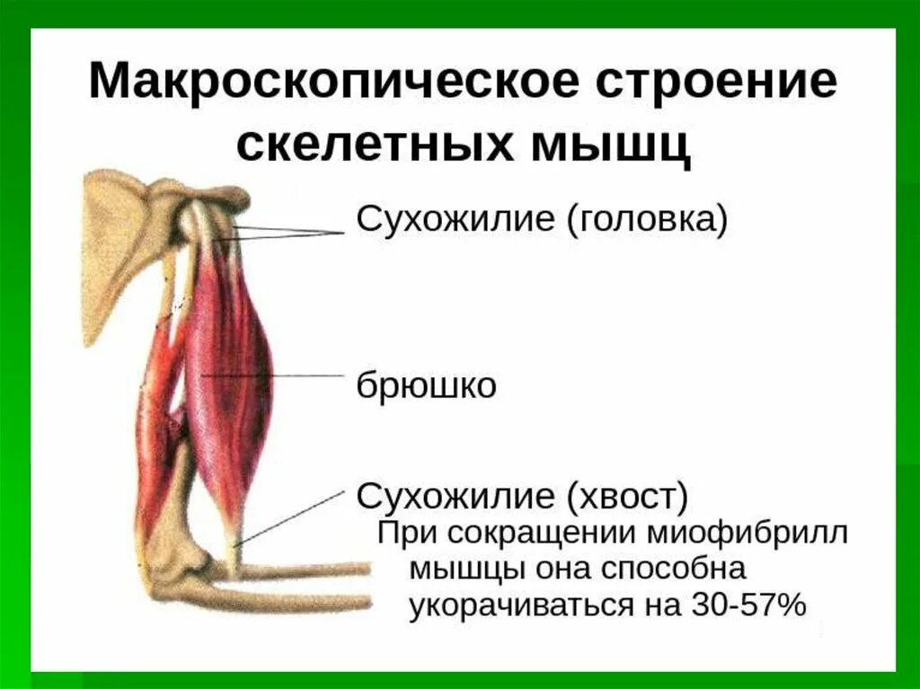 Соединительная мышца. Макроскопическое строение скелетной мышцы человека. Строение мышцы брюшко сухожилие. Строение скелетной мышцы сухожилие. Строение мышцы головка брюшко хвост.