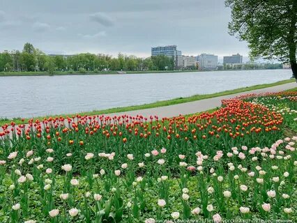 Фестиваль тюльпанов в санкт петербурге 2024 год