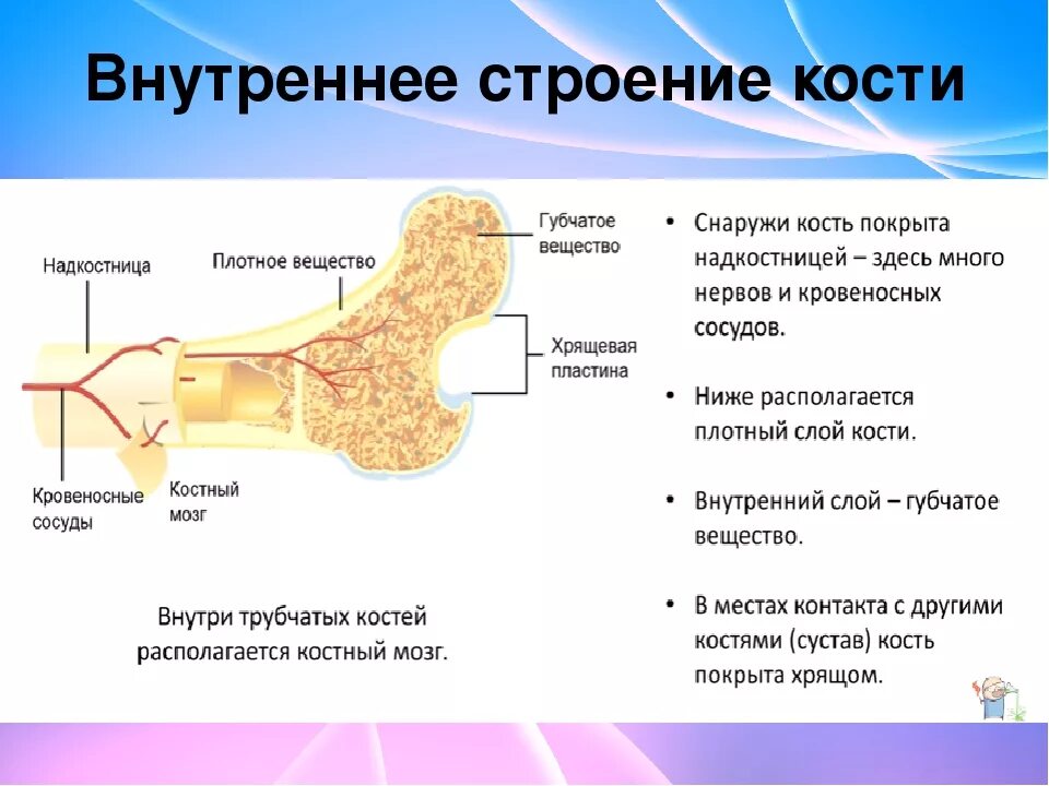 Внутренняя поверхность костей. Внутренне строение кости. Строение трубчатой кости биология 8 класс. Внутреннее строение кости кратко. Послойное строение костей.