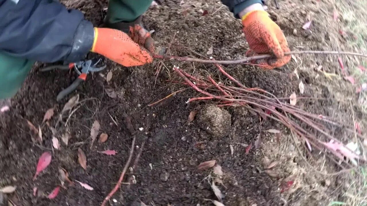 Как вырастить подвой. Как вырастить подвой. Укоренить черенки подвоев яблони. Как вырастить подвой. Яблоня клоновый подвой яблони.