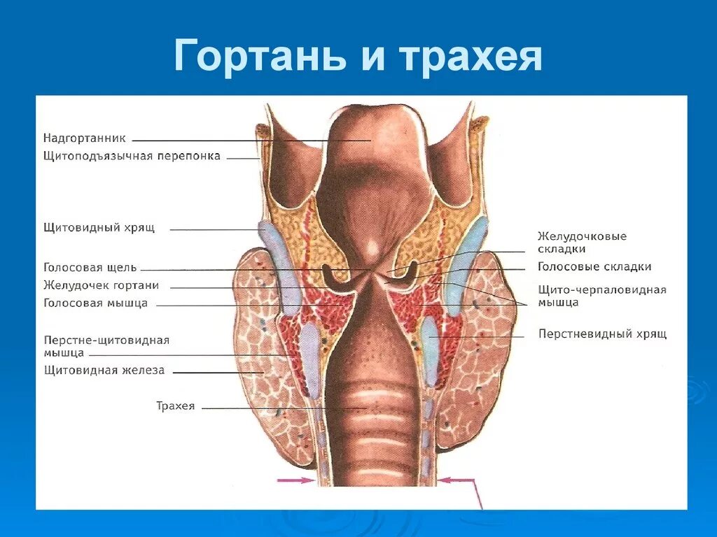 Строение гортани трахеи анатомия. Анатомия человека гортань трахея. Дыхательная система анатомия гортань. Гортань глотка трахея строение.