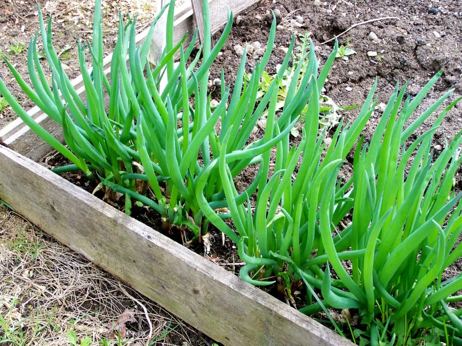 батун выращивание. лук батун рассада. лук батун многоярусный. батун выращивание. батун выращивание.