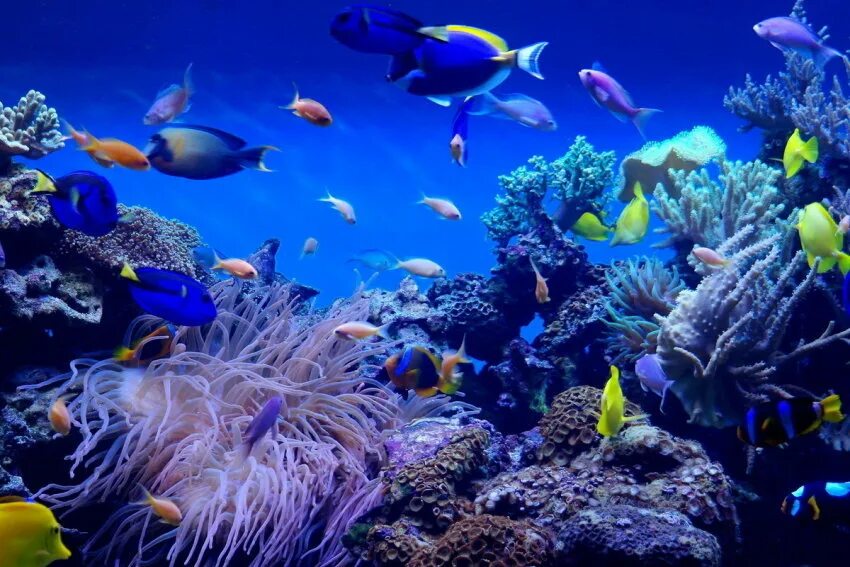 Коралловые рифы красота. Подводный мир океана. Морской мир. Морские глубины. Мировой океан под водой.