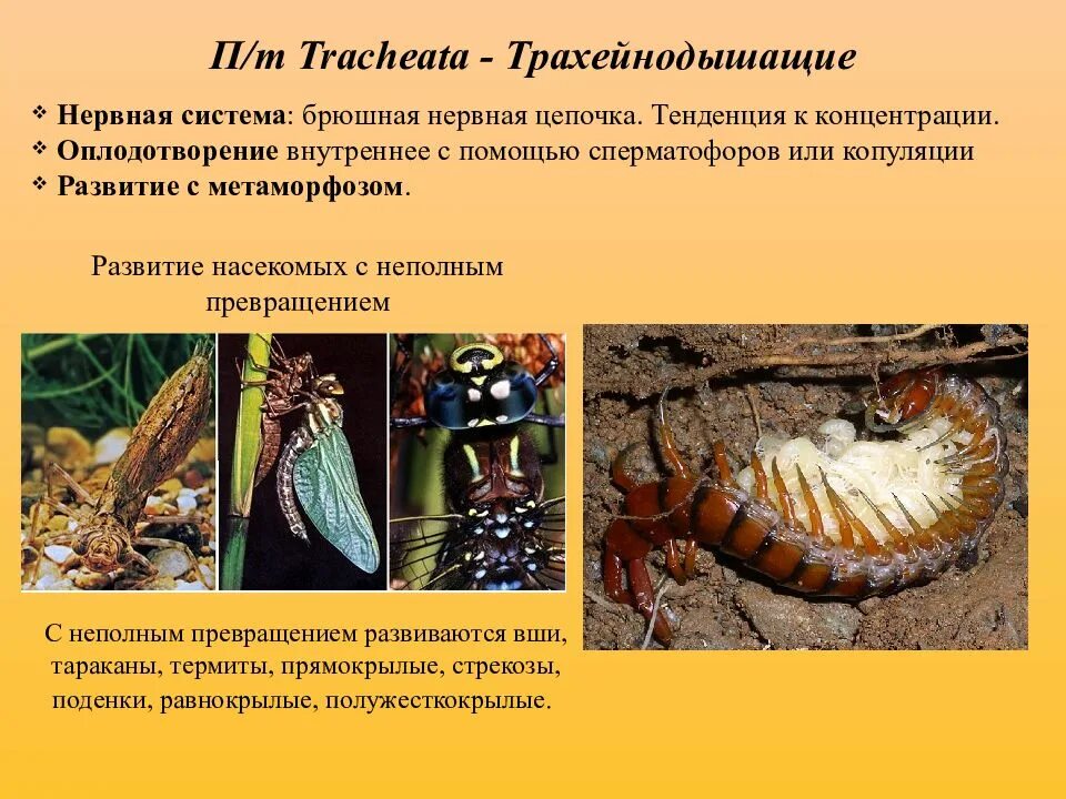 Насекомые многоножки кивсяки. Трахейнодышащие. Трахейнодышащие. Трахейнодышащие. Сколопендра строение.