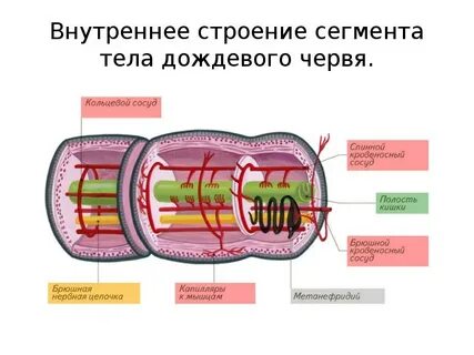Дождевой червь вторичная полость тела