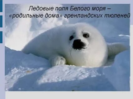 Картинки белого тюленя