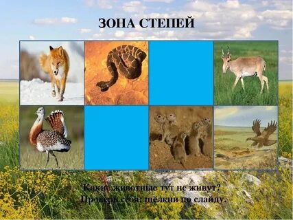 Природная зона степь растительный мир