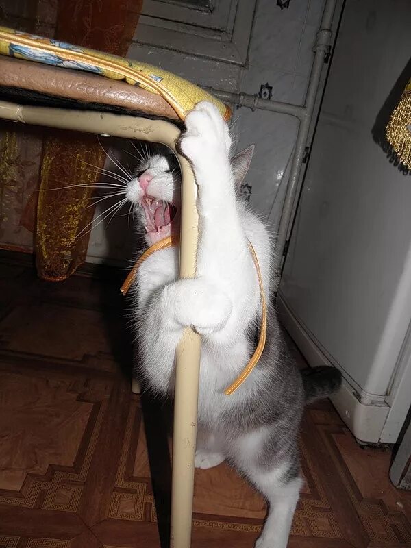 Пойдем куда нибудь. Обезумевший кот. Поехали куда нибудь. Болит живот мемы. Сынок, помой посуду.