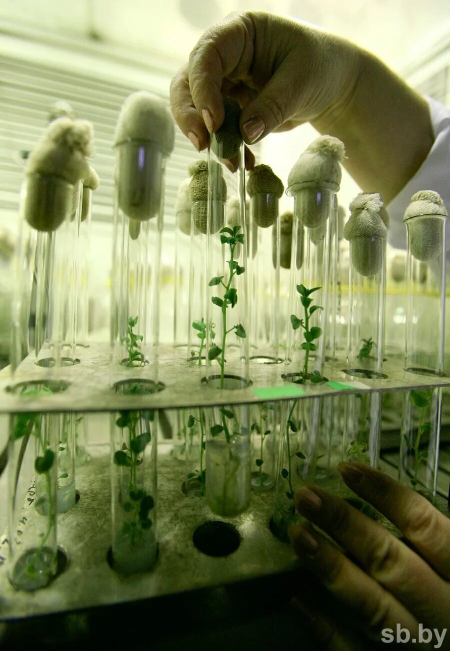 Клеточная инженерия создание трансгенных организмов. Схема получения генетически модифицированного растения хлопчатника. Клеточная инженерия создание трансгенных организмов. Клеточная инженерия создание трансгенных организмов. Генномодифицированные организмы.