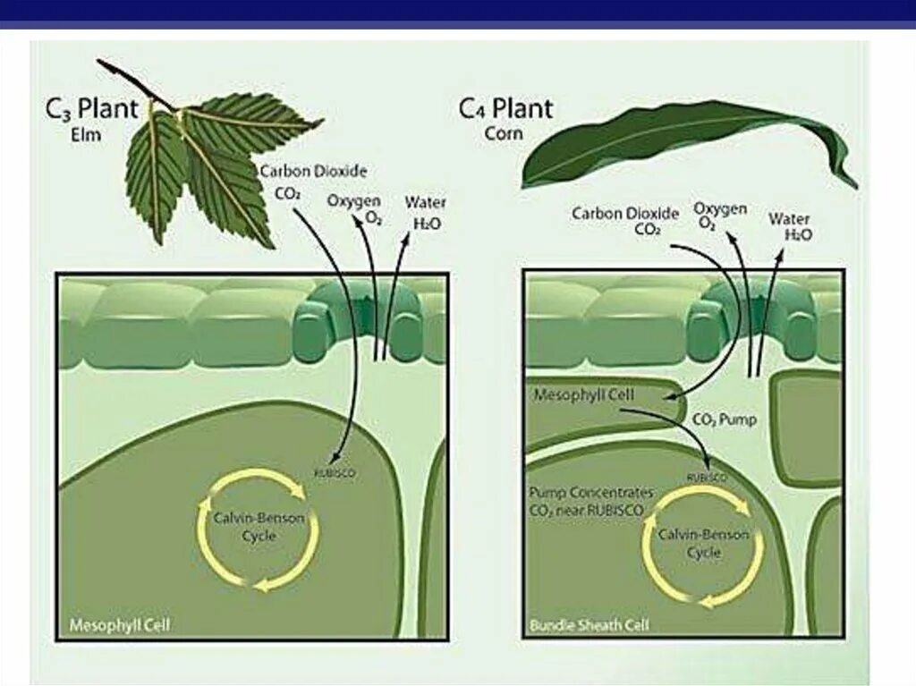 Carbon plants. Фотосинтез с3 и с4-растений. C4 фотосинтез и cam фотосинтез. С3 с4 и сам фотосинтез. C4 фотосинтез растения.