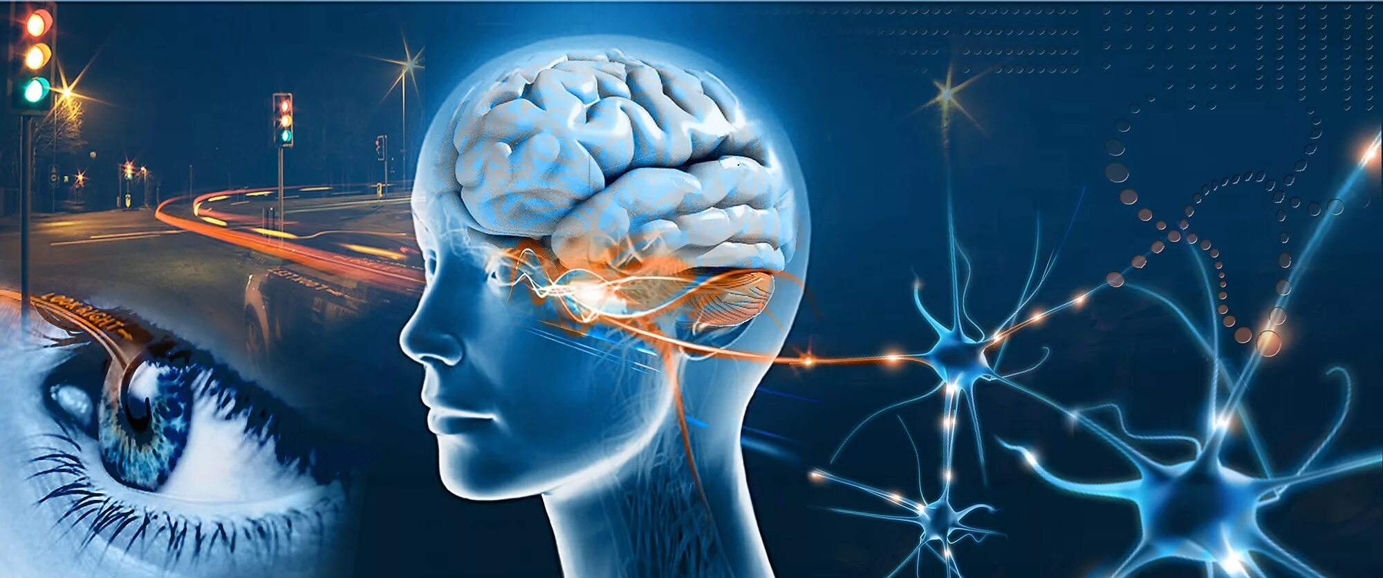 Восприятие и память. Восприятие мозга. Мозг управляет человеком. Зрение и мозг.
