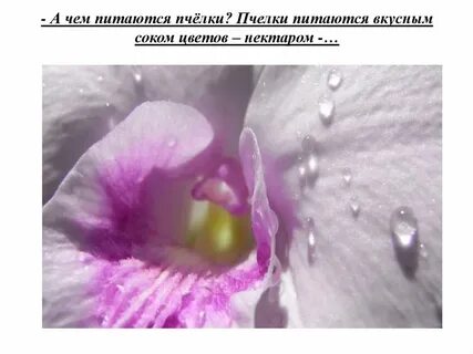 Растения выделяющие нектар