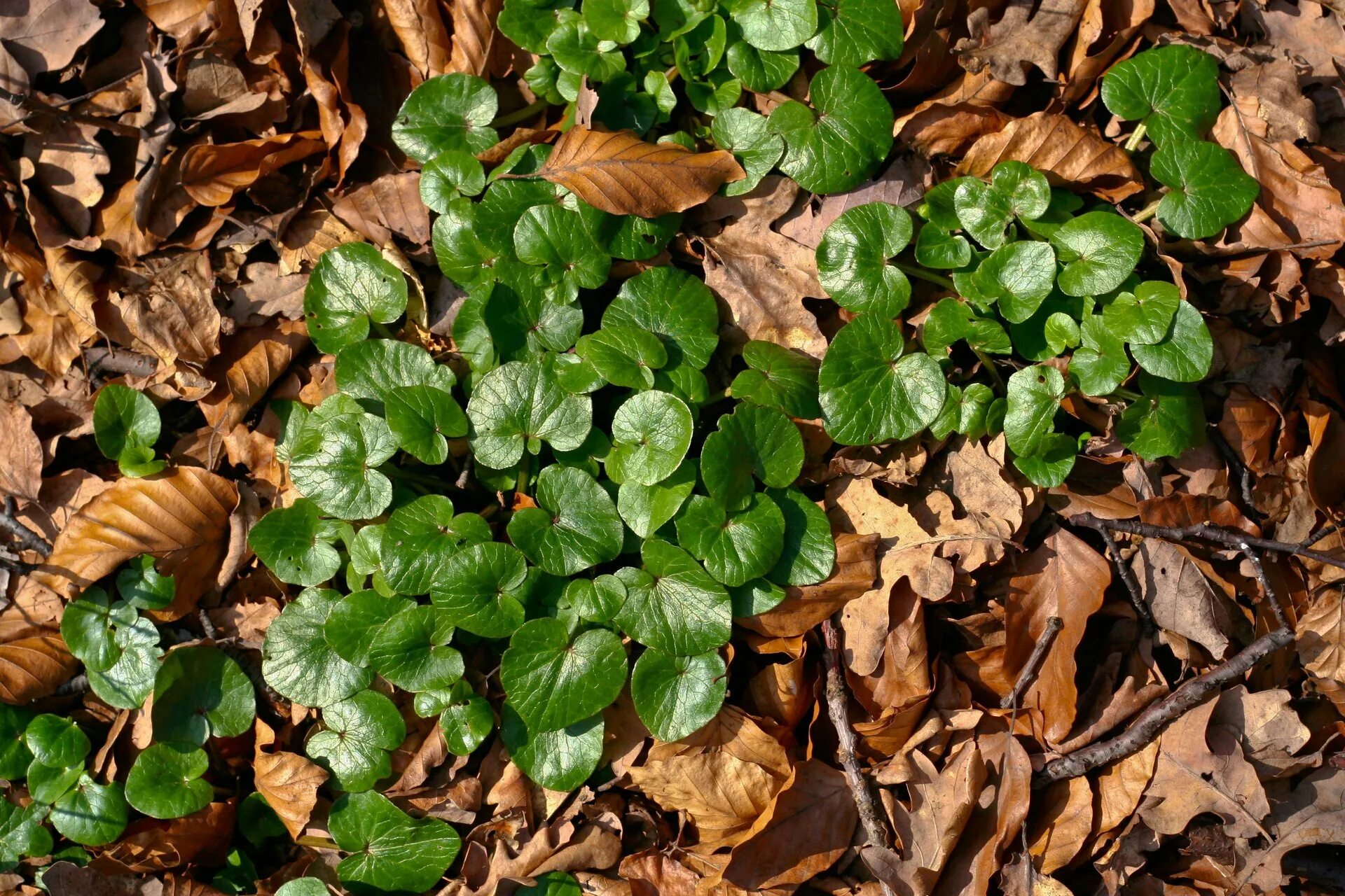 The browns leave. Greenish Brown. The Green and the Brown. Коричнево-зелёный. Light Green Plants.