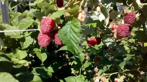 Малина сорт новость описание