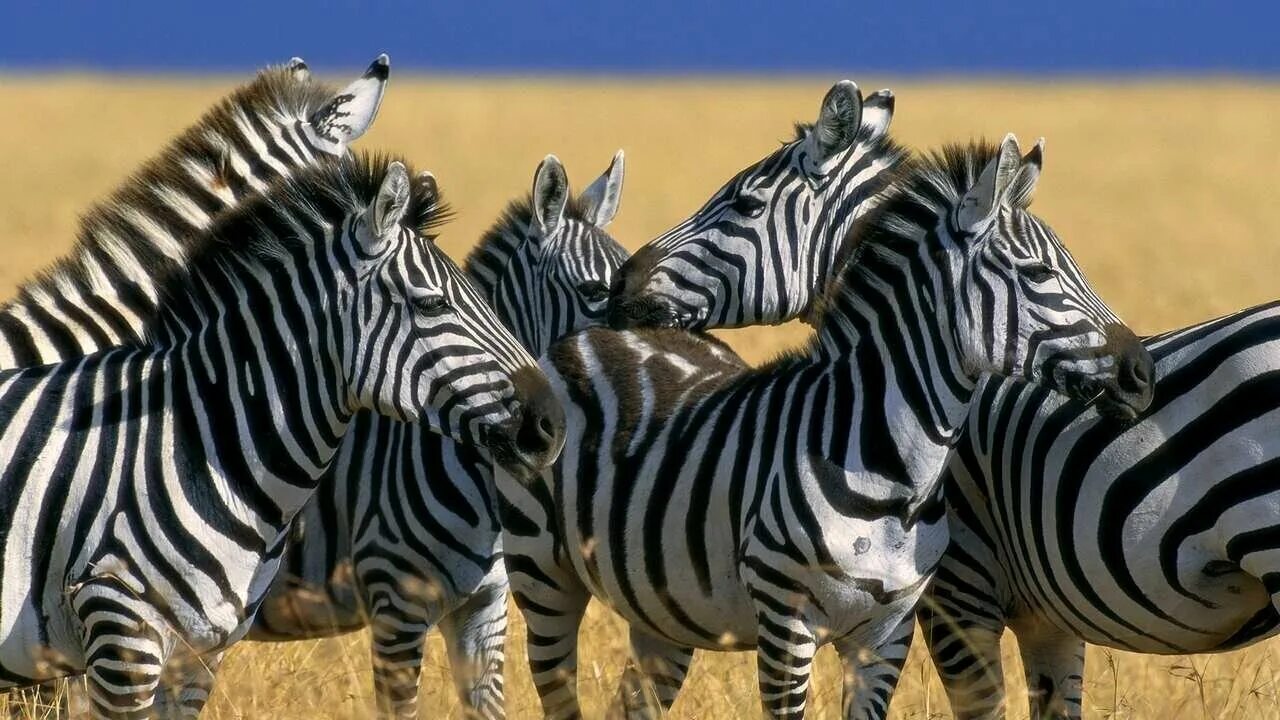 Много животных. Много зебр. Стадо зебр. Masai mara zebra. Национальный парк серенгети.