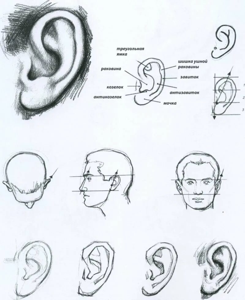 Как рисовать ухо человека карандашом. Как нарисовать ухо поэтапно. Зарисовки частей лица. Уроки рисования ушей. Уха поэтапно