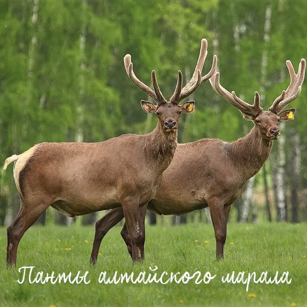 благородный олень изюбрь. марал олень. алтайский олень марал. марал олень. алтайский олень марал.