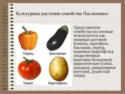 Овощи семейства пасленовых список