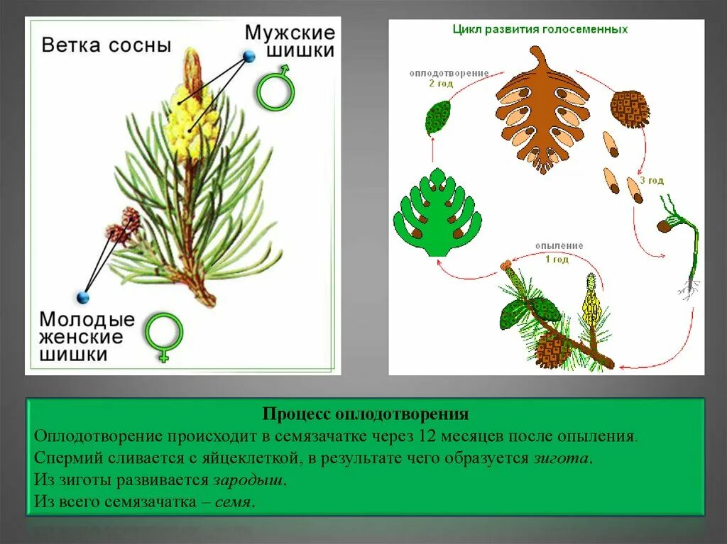 Размножение хвойных шишек