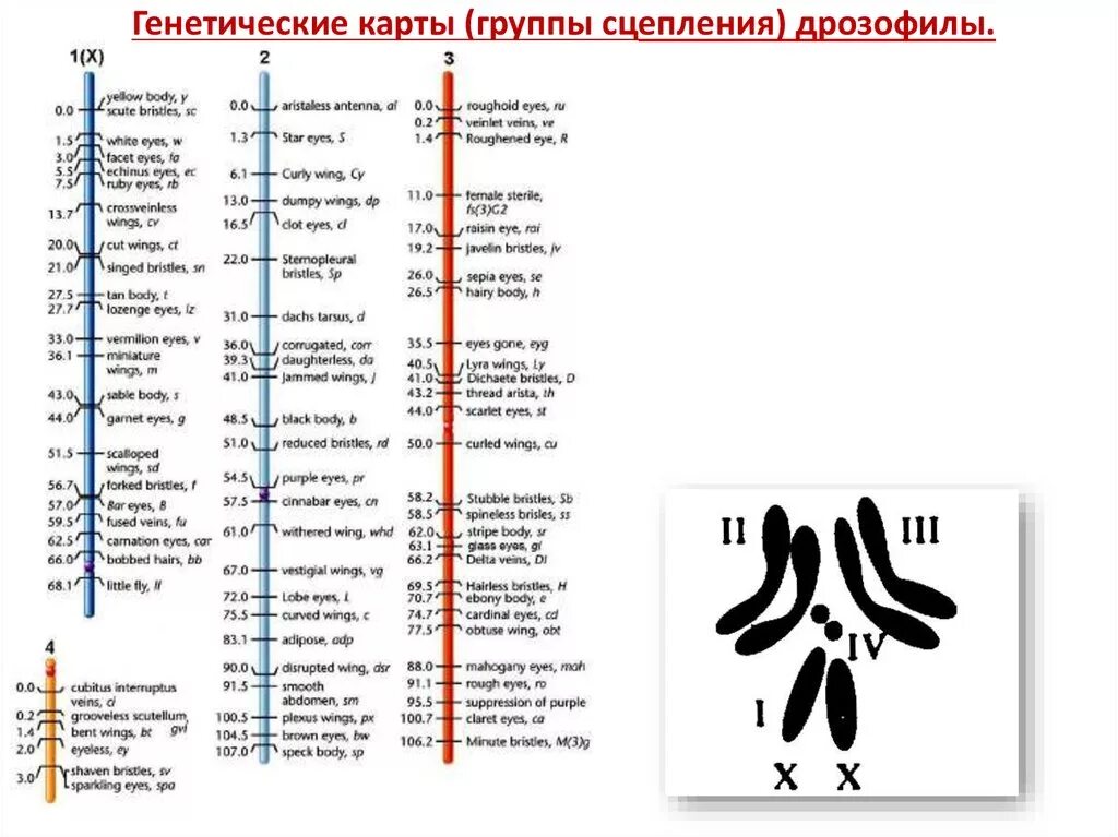 Генетическая карта для указанных генов. Генетическая карта для указанных генов. Генетическая карта пример. Генетическая карта e. Генетическая карта для указанных генов.