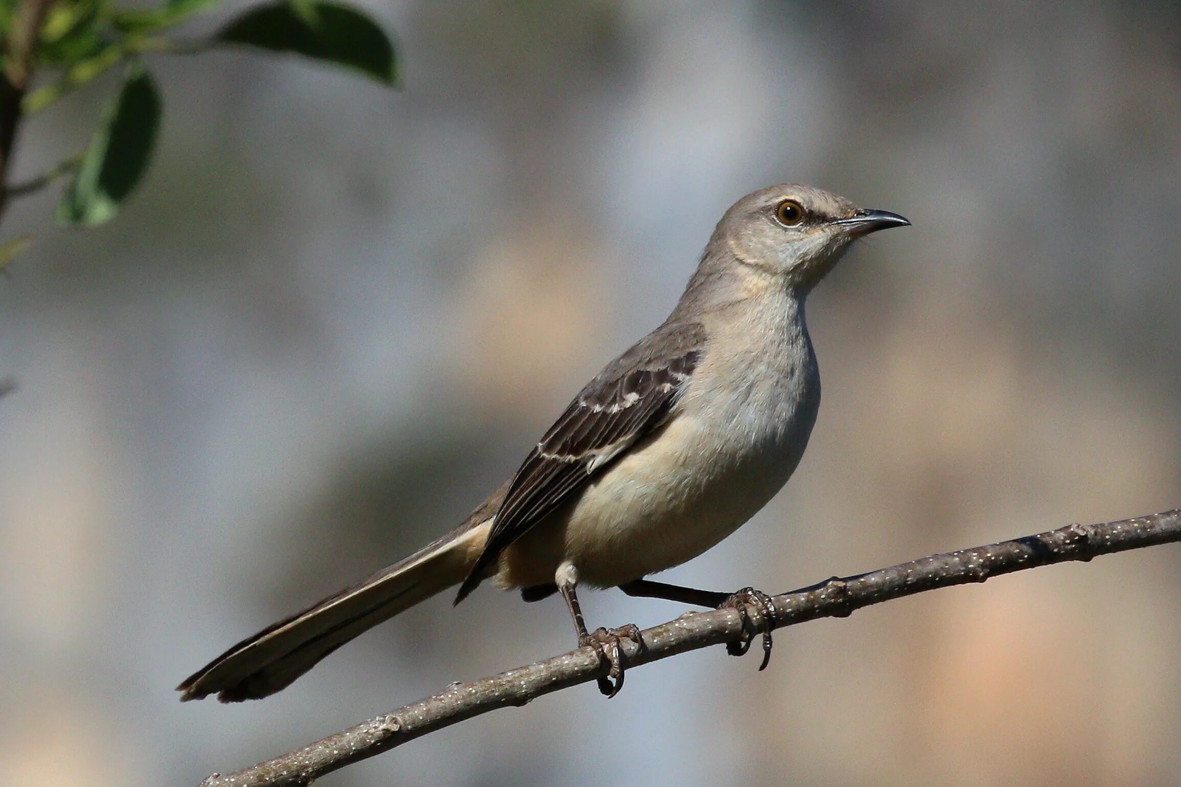 Mockingbird reman