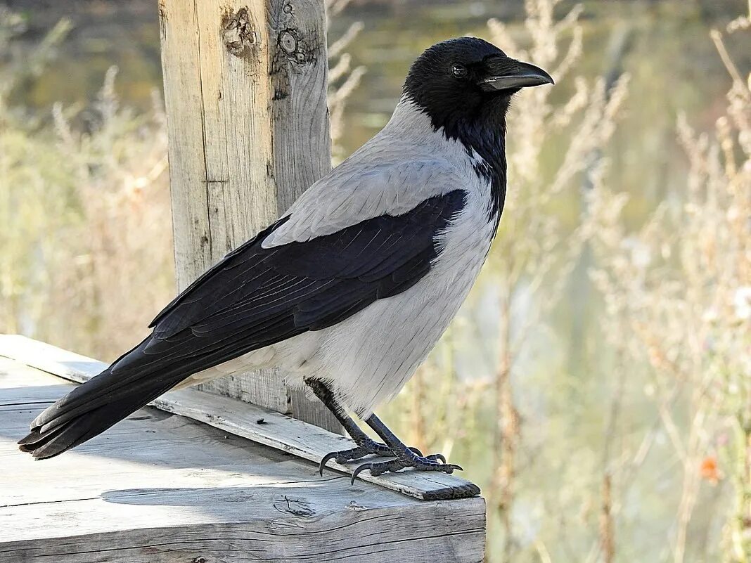 Серая и черная вороны. Ворон черно серый. Грач серый. Ворона черная и серая. Corvus cornix птица.