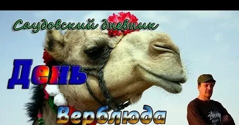 День верблюда
