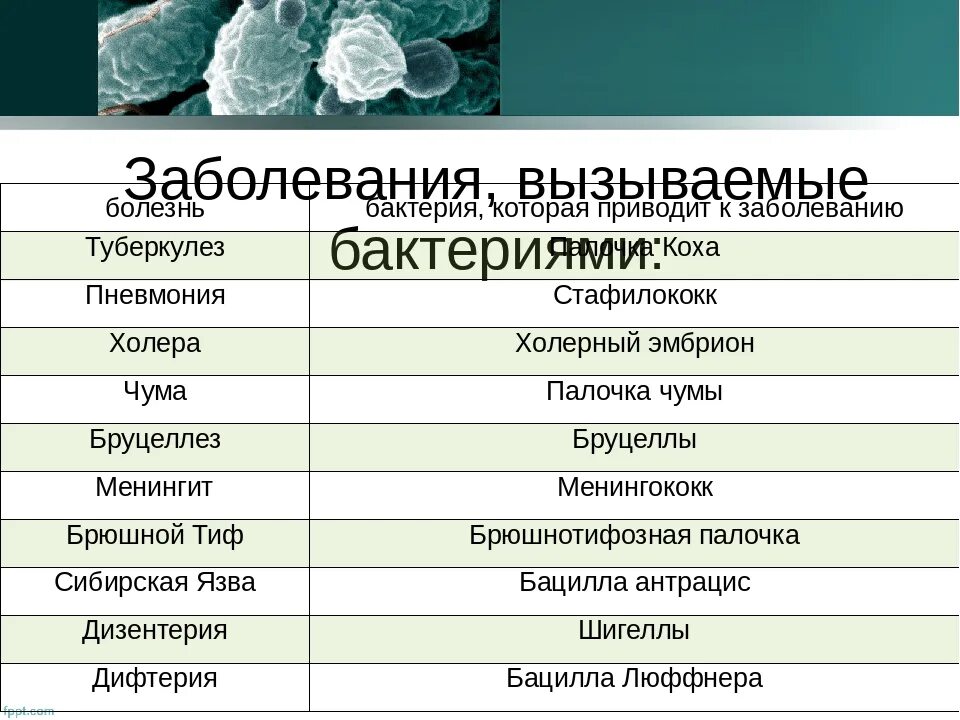 Заболевание человека вызванное бактериями и вирусами