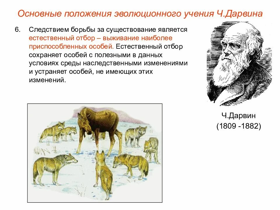 Единицей эволюционного процесса является особь