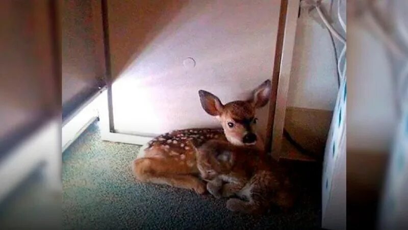 найди олененка