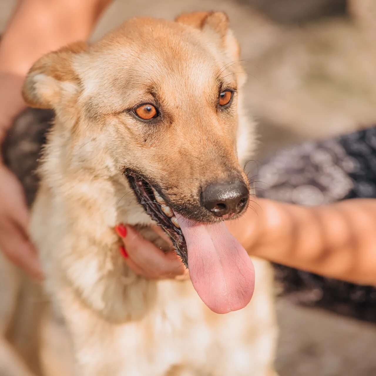 Собака рона. Рон собака. Рон собака. Собака рона. Собака рона.