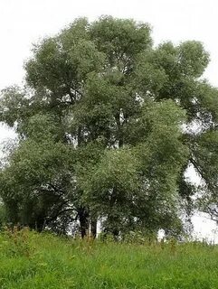 4 ива белая