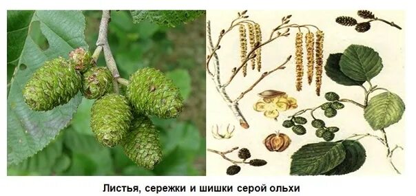 Ольха серая - дерево и древесина - Alnus incana