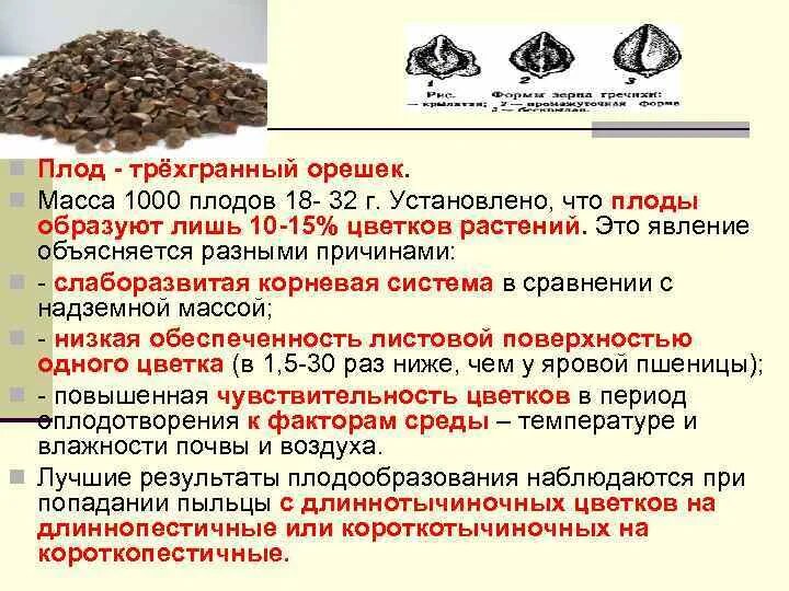 Особенности гречихи. Плод гречихи как называется. гречиха вид плода. плод гречихи — трёхгранный орешек. описание плода гречихи.