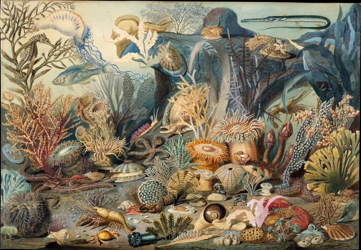 Картина на дне. Подводный мир картины художников. Морское дно. Морское дно живопись. Живопись морская тематика.