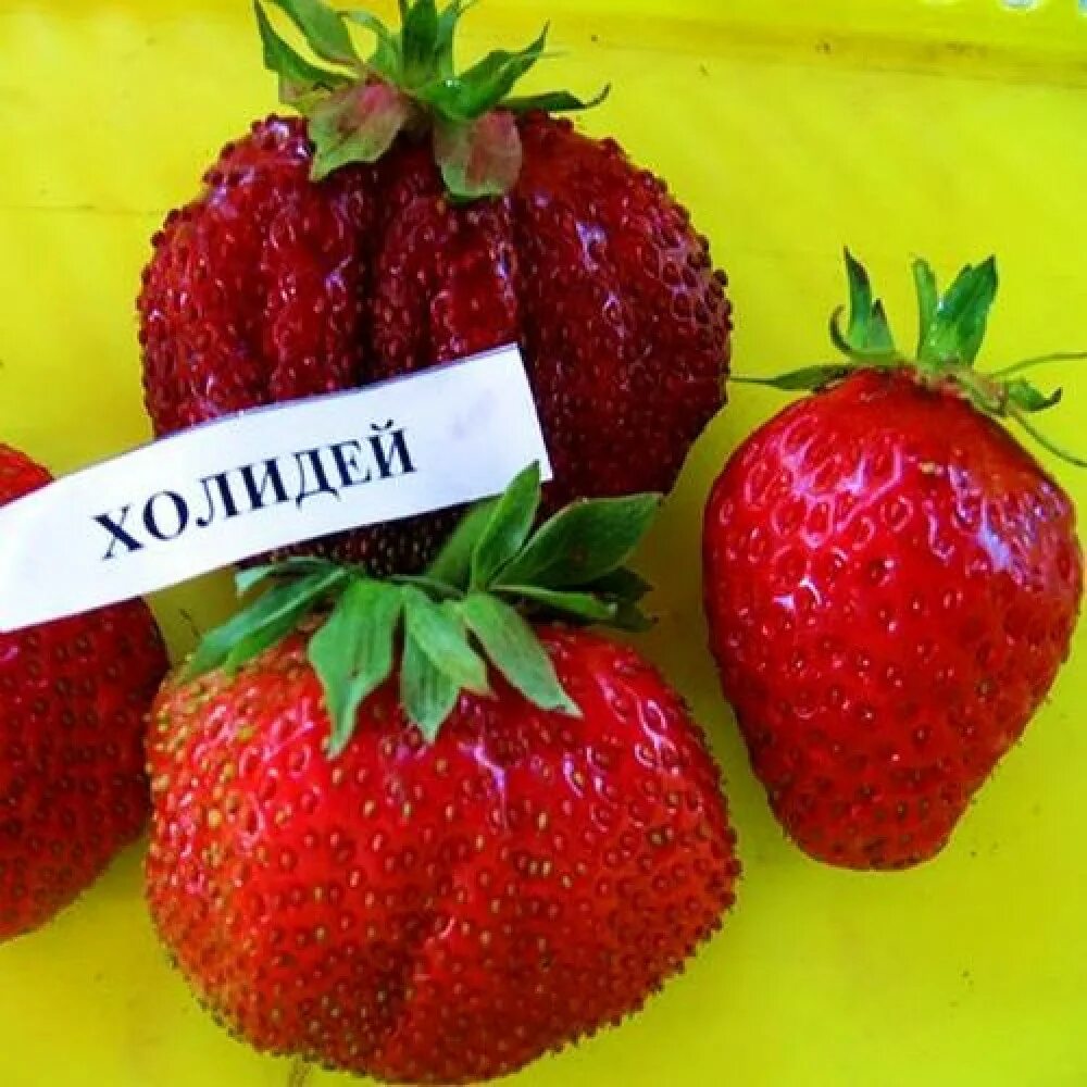 Марышка сорт клубники. Клубника холидей. Земляника садовая холидей описание сорта. Земляника вима кимберли. Сорт клубники холидей.