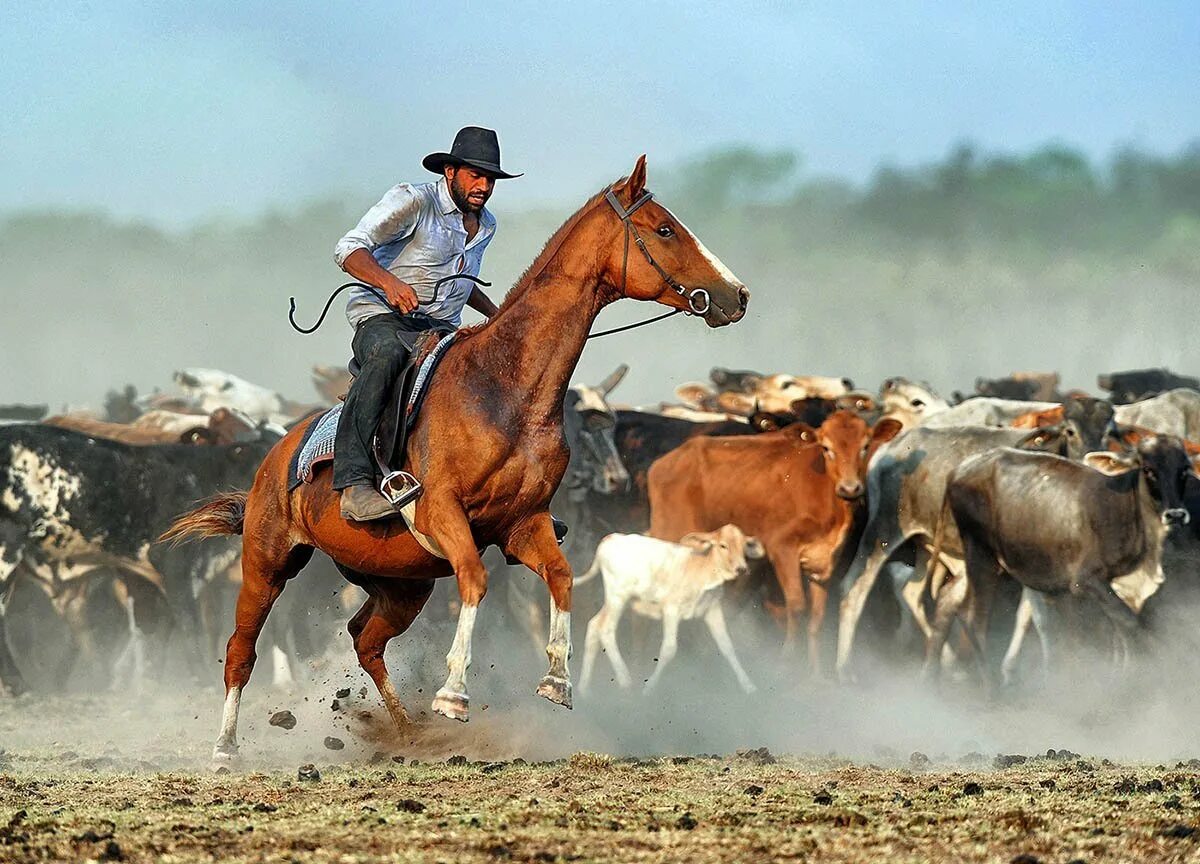 Human cattle
