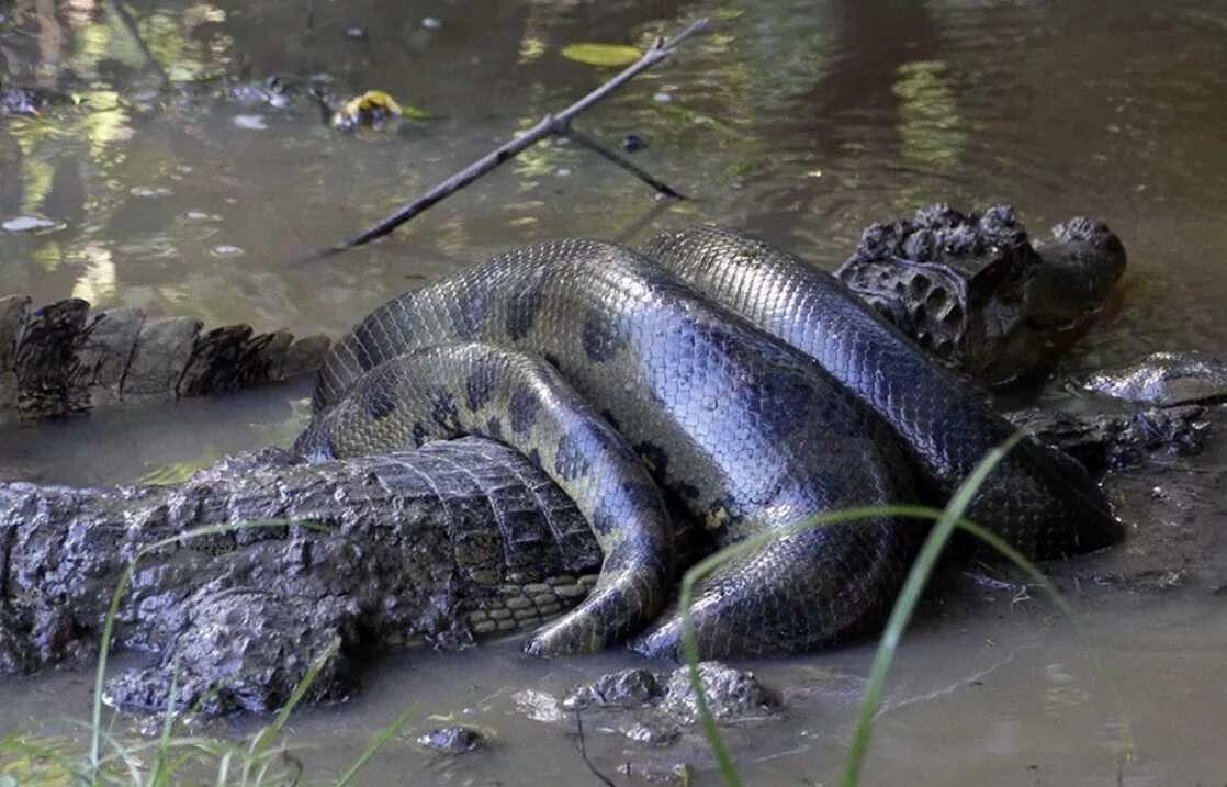 Большие змеи в воде