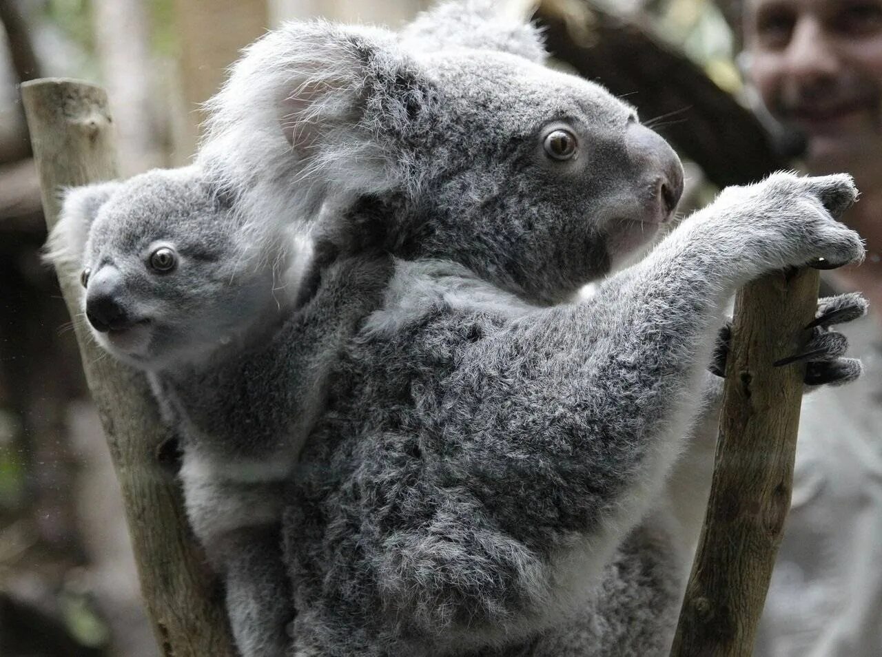Сумчатые животные коала. Мишка коала. Австралийская коала. Коала сумчатое животное или нет.