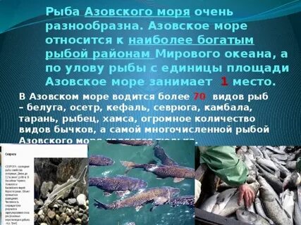 Азовское море рыба
