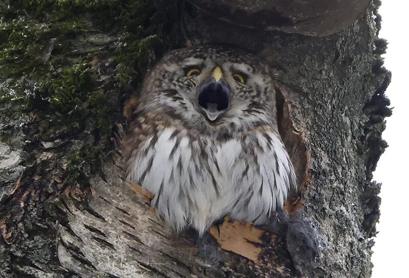 Совята на арбате в москве. Болотная сова. Совиное антикафе на проспекте мира. Сова москва. Московский зоопарк птицы.