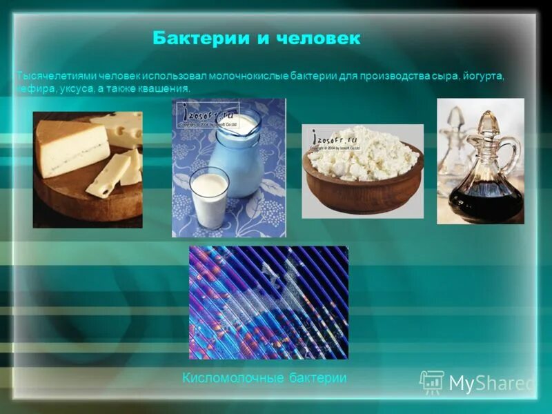 Человек использует бактерии для приготовления теста. Использование бактерий. Роль молочнокислых бактерий в жизни человека. Молочнокислые бактерии значение в жизни человека. Молочнокислые бактерии использование.