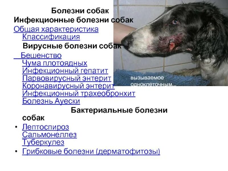 Болезни животных симптомы. Инфекционные болезни собак. болезни собак таблица.