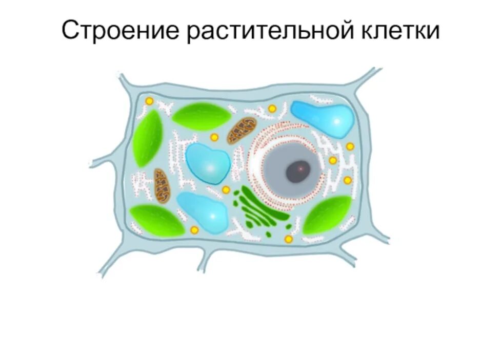 Клетка без обозначений