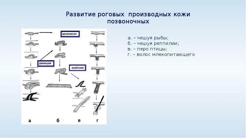 Эволюция покровов животных таблица. Эволюция кожных покровов позвоночных. эволюция кожных покровов хордовых. эволюция покровов хордовых. филогенез кожных покровов.
