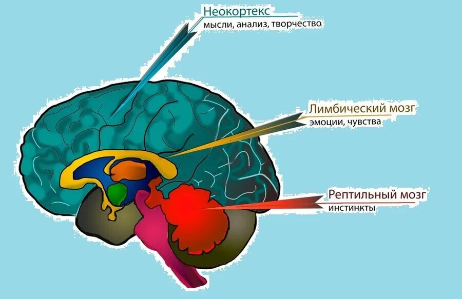 Как называется система мозга. Неокортекс. неокортекс и лимбическая система. рептильный мозг человека.