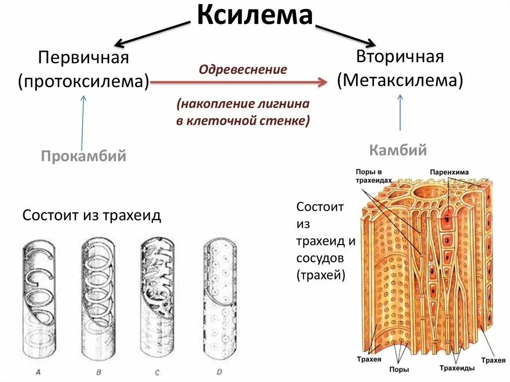 Какая часть у проводящей ткани. Ксилема ткань растений. Ксилема и флоэма это ткани. Сосуды ксилемы строение. Проводящие элементы ксилемы растений.