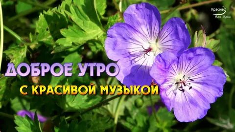 Музыка добрая ласковая